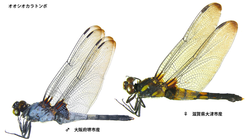 �I�I�V�I�J���g���{