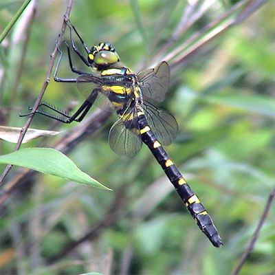 �I�I���}�g���{��