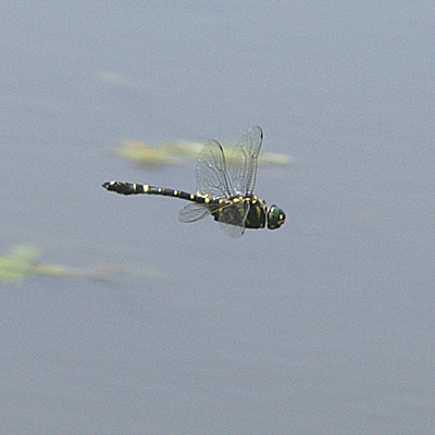 �I�I���}�g���{��