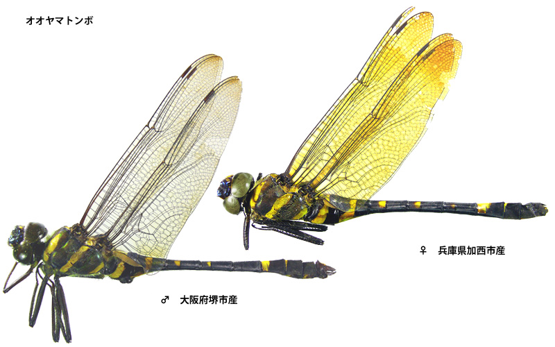 �I�I���}�g���{