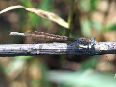 �I�c�l���g���{��