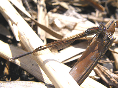 �I�c�l���g���{��