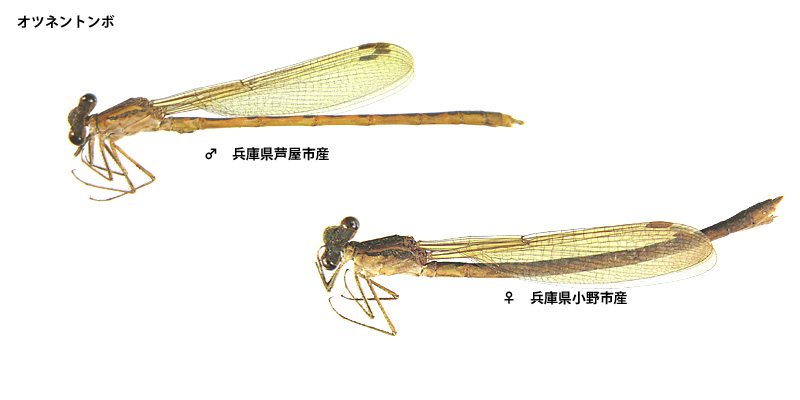 �I�c�l���g���{