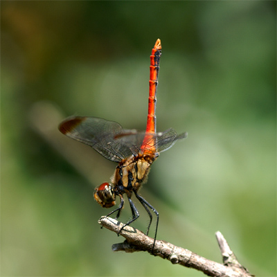 ���X�A�J�l��