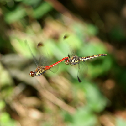 ���X�A�J�l