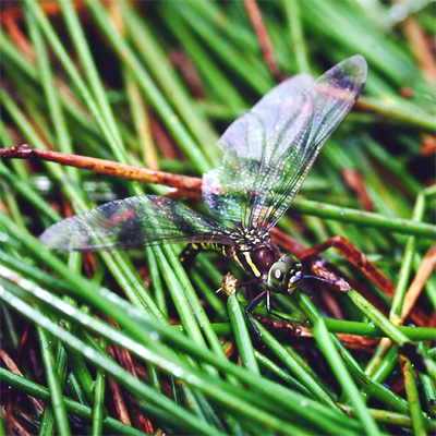 �����{�V�����}��