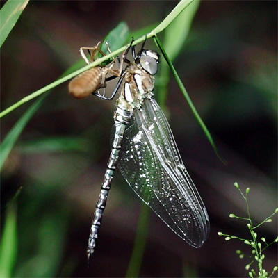 �����{�V�����}