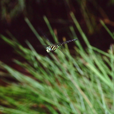 �����{�V�����}