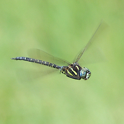 �����{�V�����}��