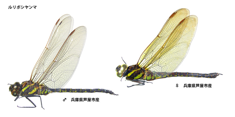 �����{�V�����}