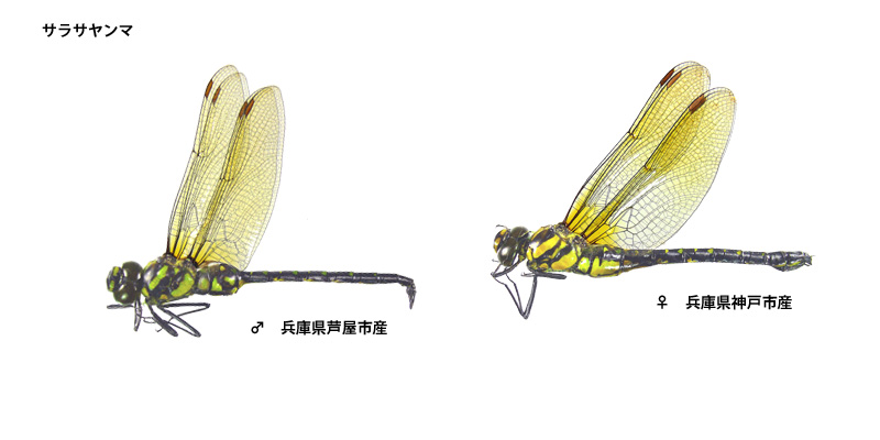 �T���T�����}