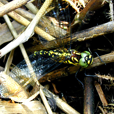 �T���T�����}��