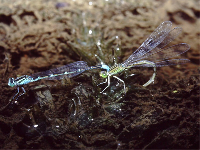 �Z�X�W�C�g�g���{