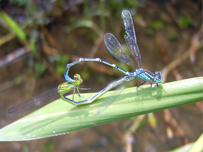 �Z�X�W�C�g�g���{