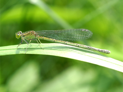 �Z�X�W�C�g�g���{��