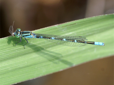 �Z�X�W�C�g�g���{��