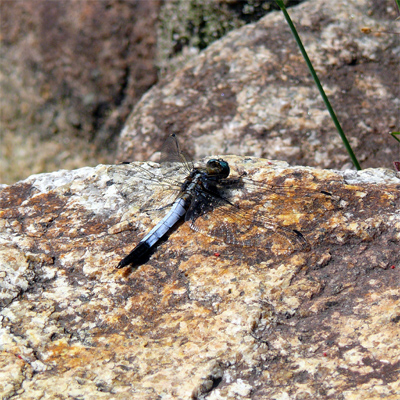 �V�I�J���g���{��