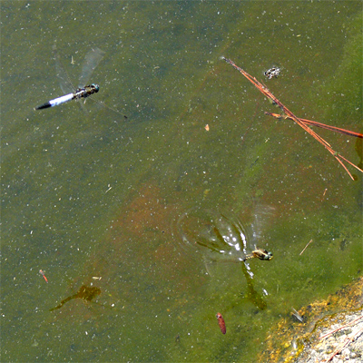 �V�I�J���g���{