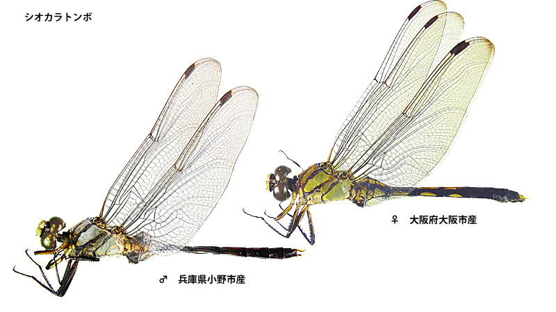 �V�I�J���g���{