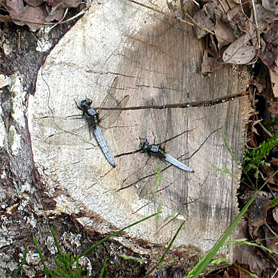 �V�I���g���{