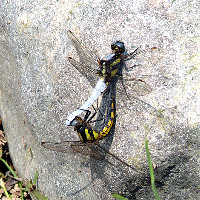 �V�I���g���{