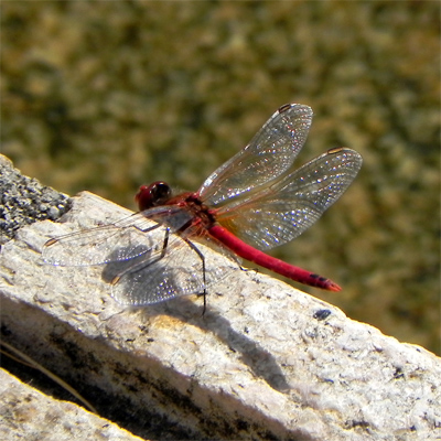 �X�i�A�J�l��