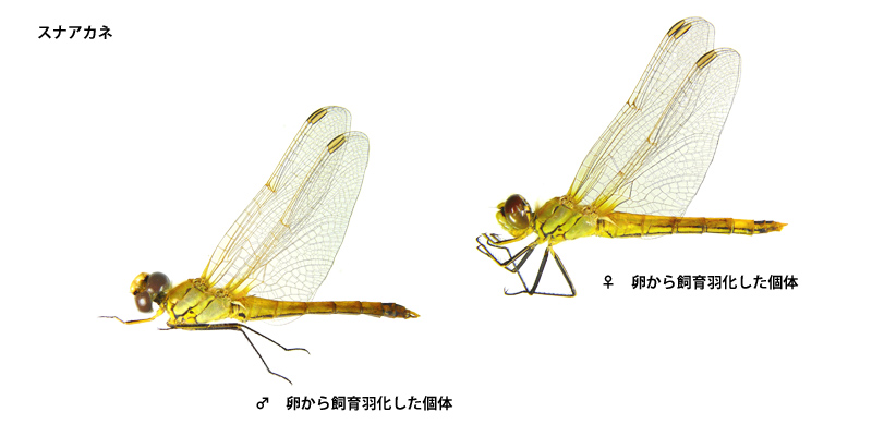 �X�i�A�J�l