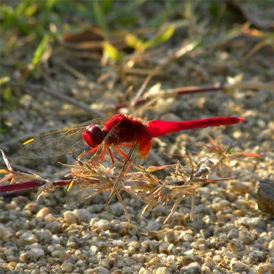 �V���E�W���E�g���{��