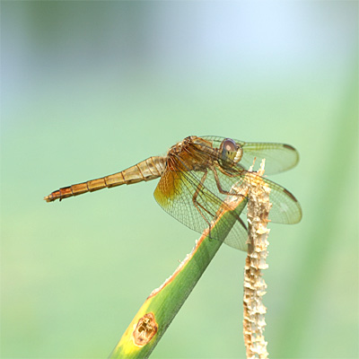 �V���E�W���E�g���{��