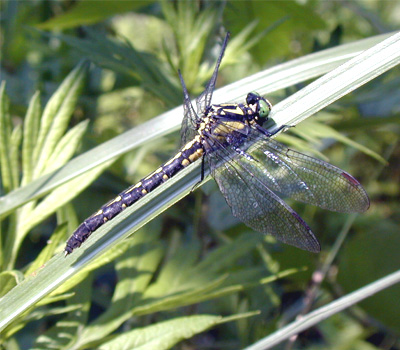 �^�x�T�i�G��