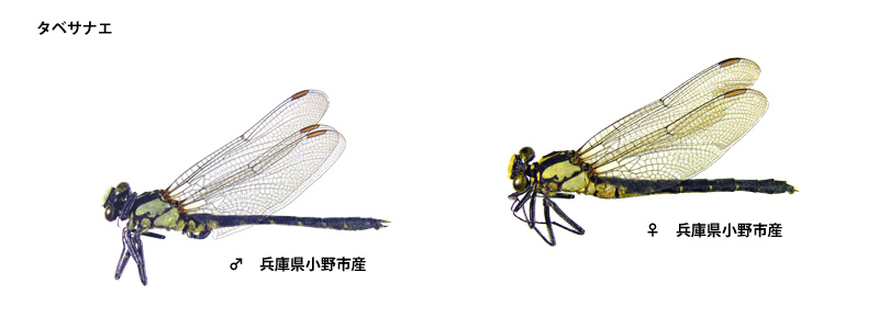 �^�x�T�i�G