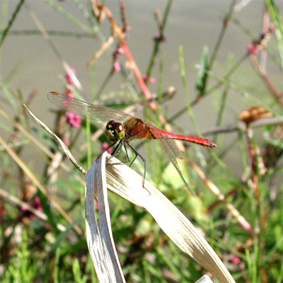 �^�C���N�A�L�A�J�l��