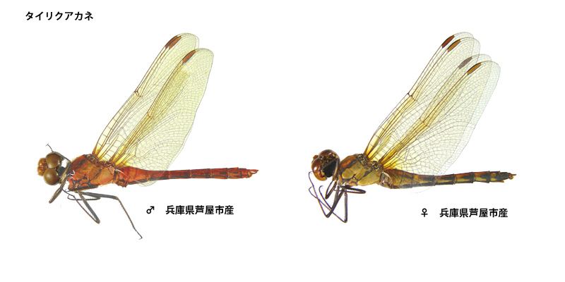 �^�C���N�A�J�l