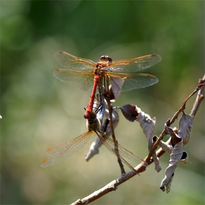 �^�C���N�A�J�l