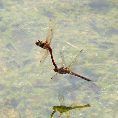 �^�C���N�A�J�l