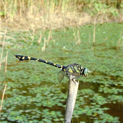 �^�C�����E�`�������}��