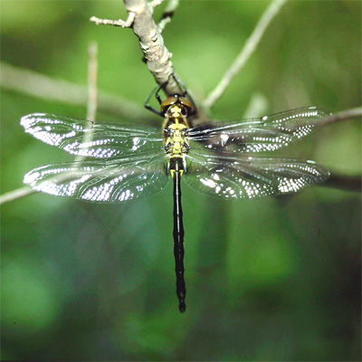 �^�J�l�g���{��