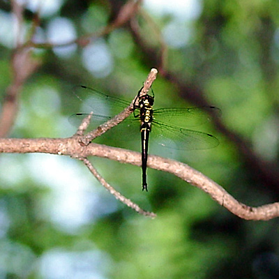 �^�J�l�g���{��