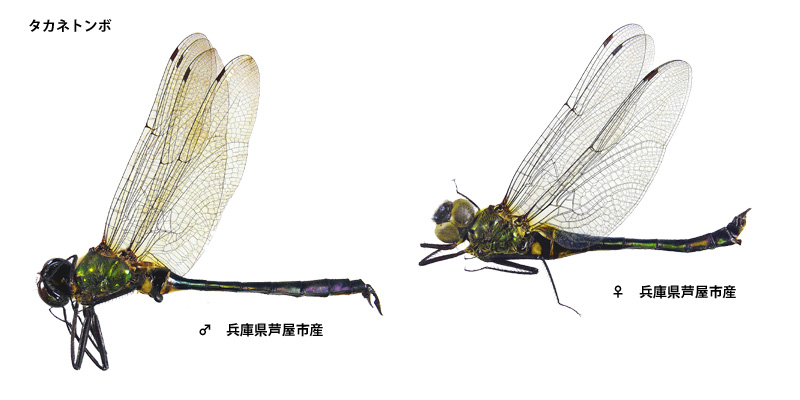 �^�J�l�g���{