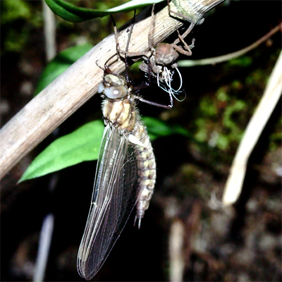 �g���t�g���{��