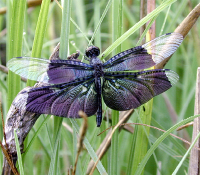 �`���E�g���{��