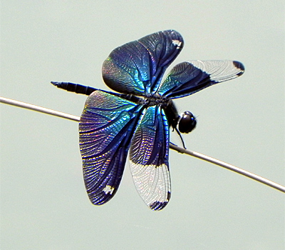 �`���E�g���{��