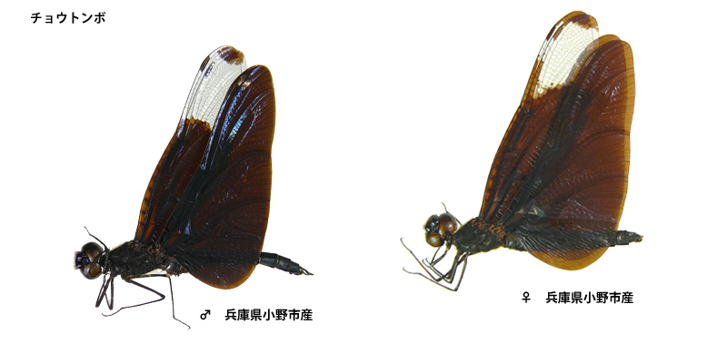 �`���E�g���{