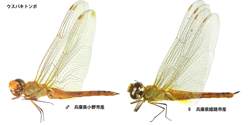 �E�X�o�L�g���{