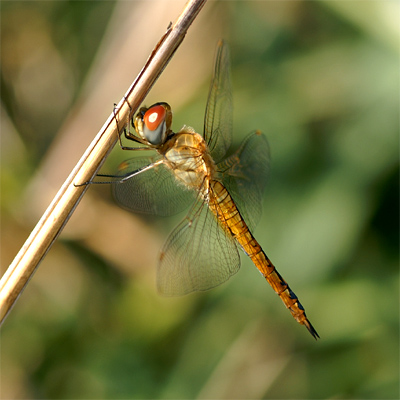 �E�X�o�L�g���{