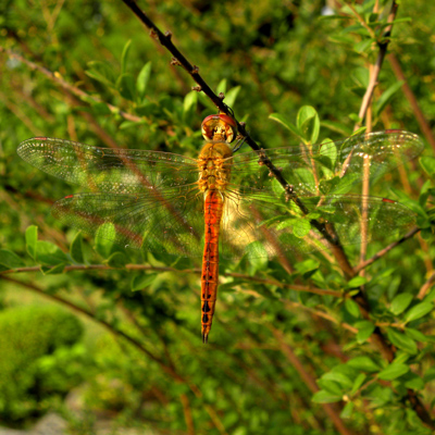 �E�X�o�L�g���{��