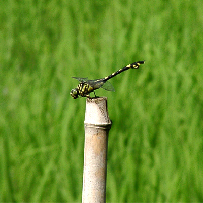 �E�`�������}��