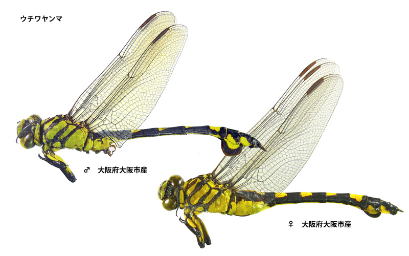 �E�`�������}