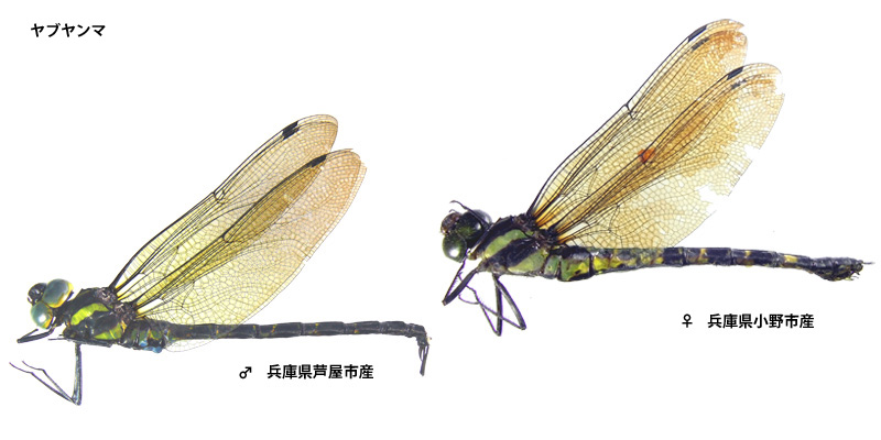 ���u�����}