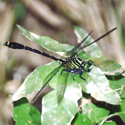 ���}�T�i�G��